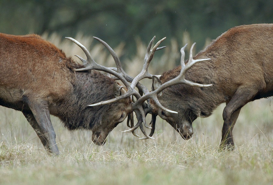 Red deer