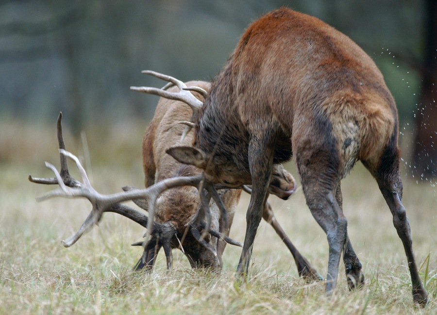 Red deer