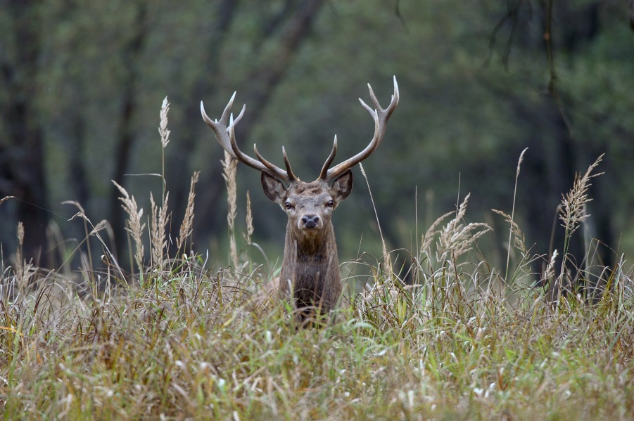 Red deer