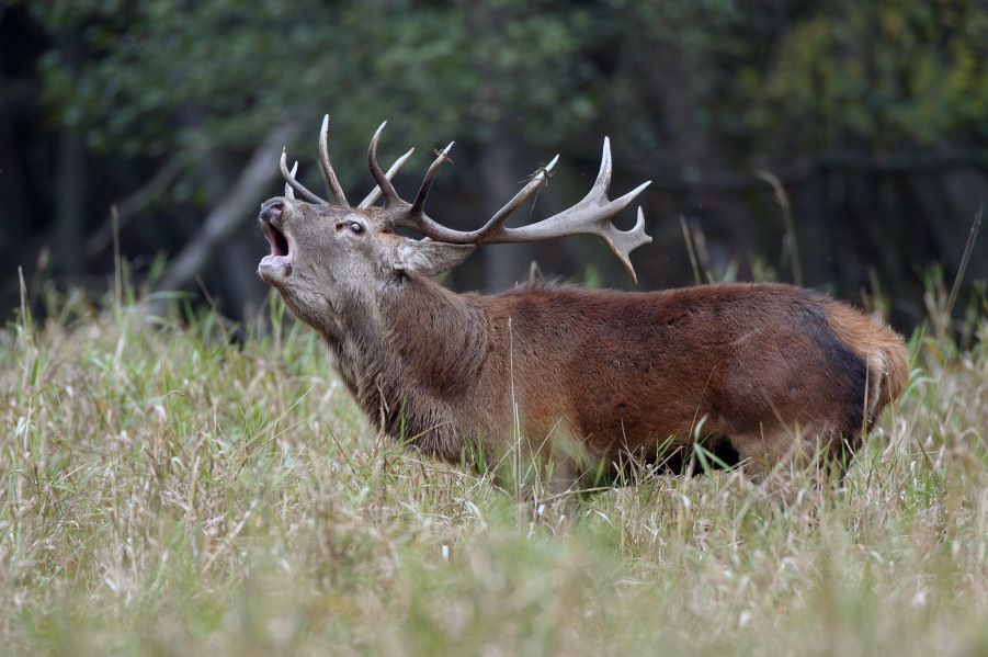 Red deer
