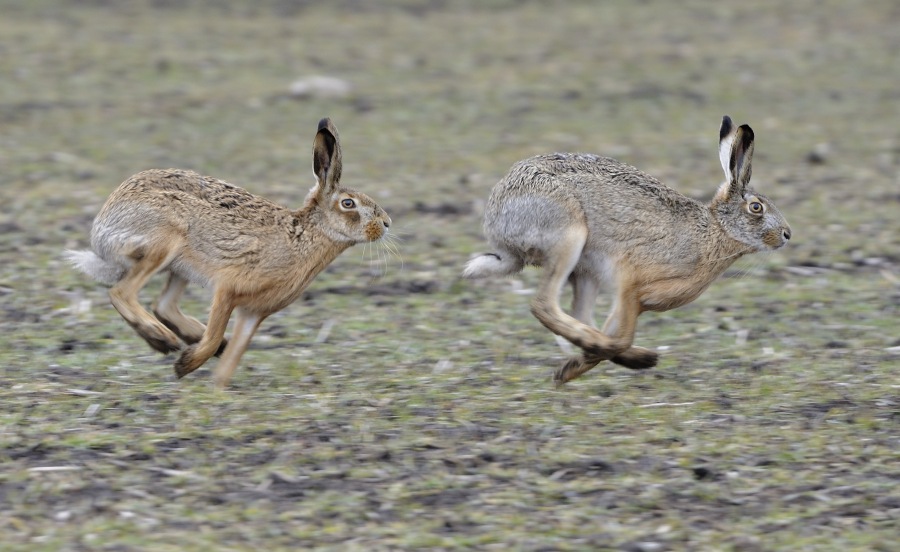 Brown hare