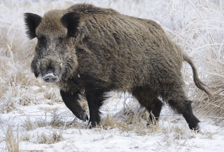 Wild boar