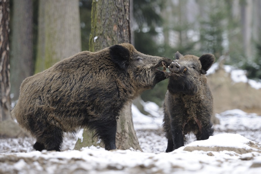 Wild boar