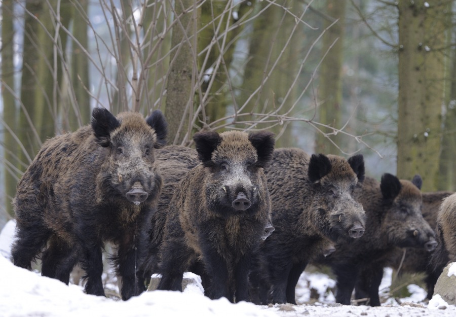 Wild boar