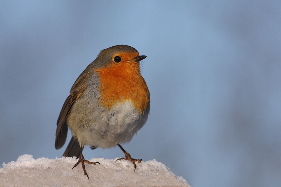 European Robin