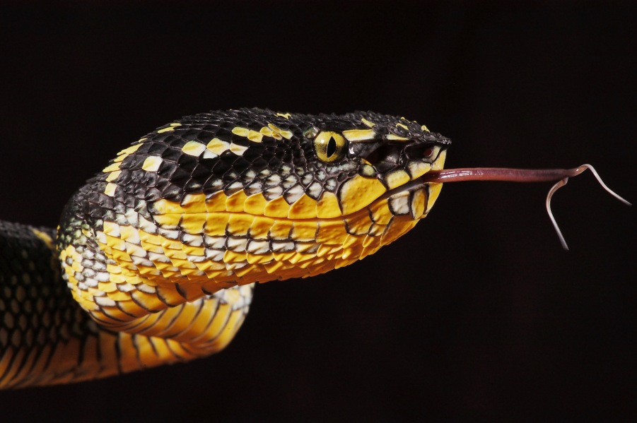 Wagler's Palm Viper