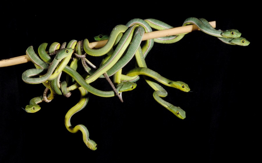 Green Pit Viper
