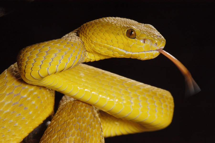 Snake Trimeresurus insularis 