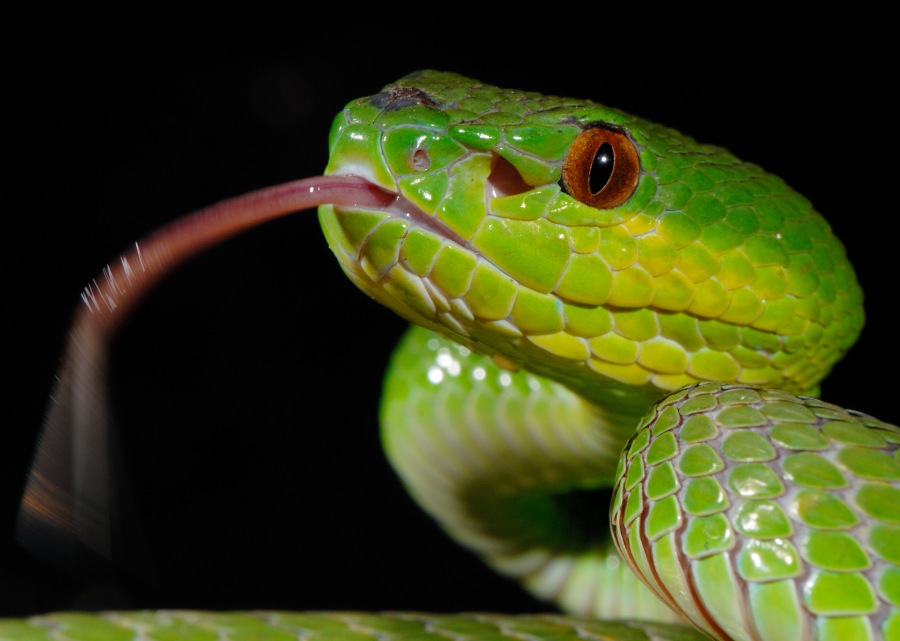 Snake Trimeresurus insularis 