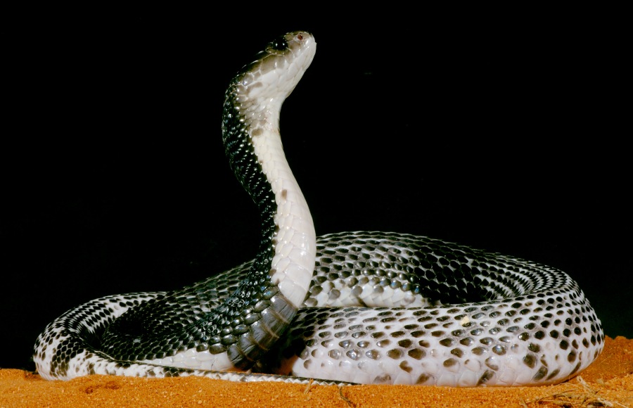 Indochinese Spitting Cobra 