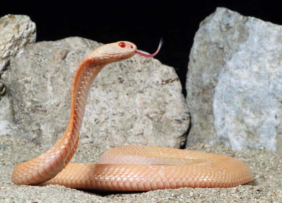 Monacled Cobra 