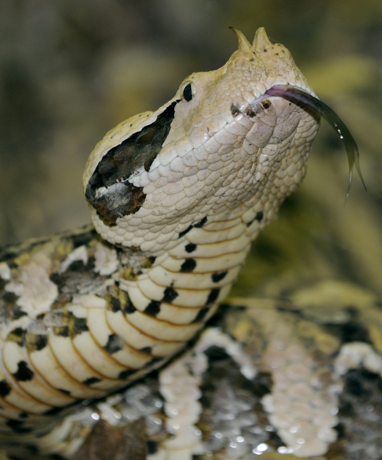 Gaboon Adder
