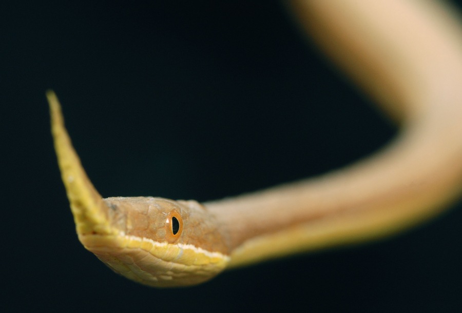Snake Langaha madagascariensis