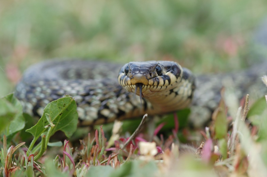 Sardinian Grass Snake