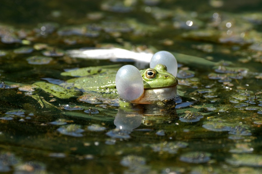 Edible Frog