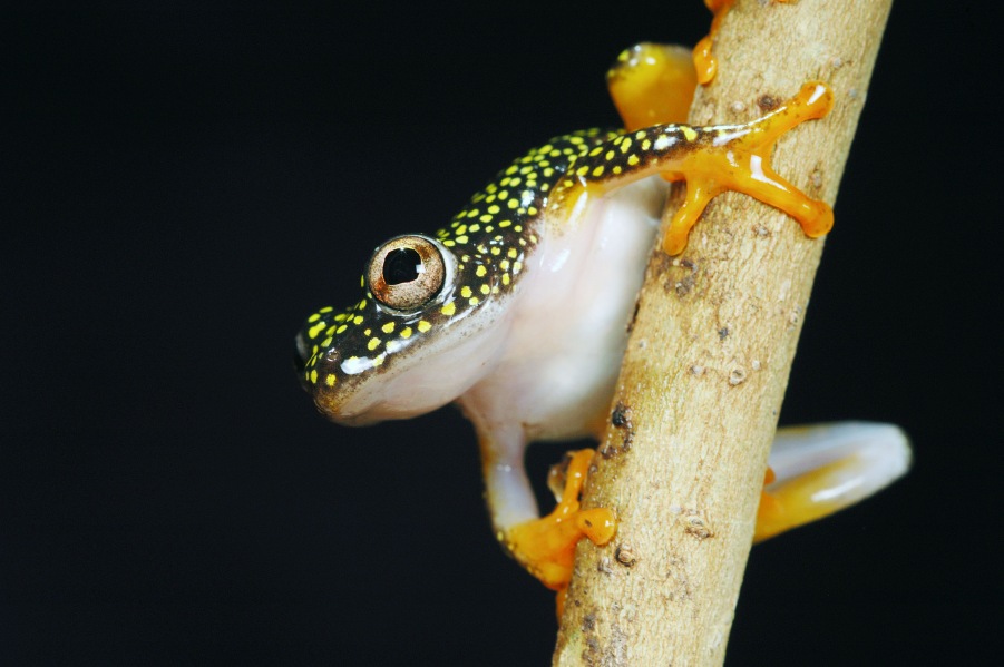 White Spotted Reed Frog