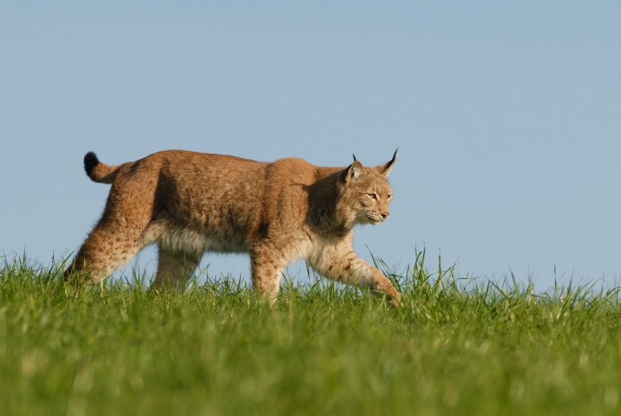Lynx