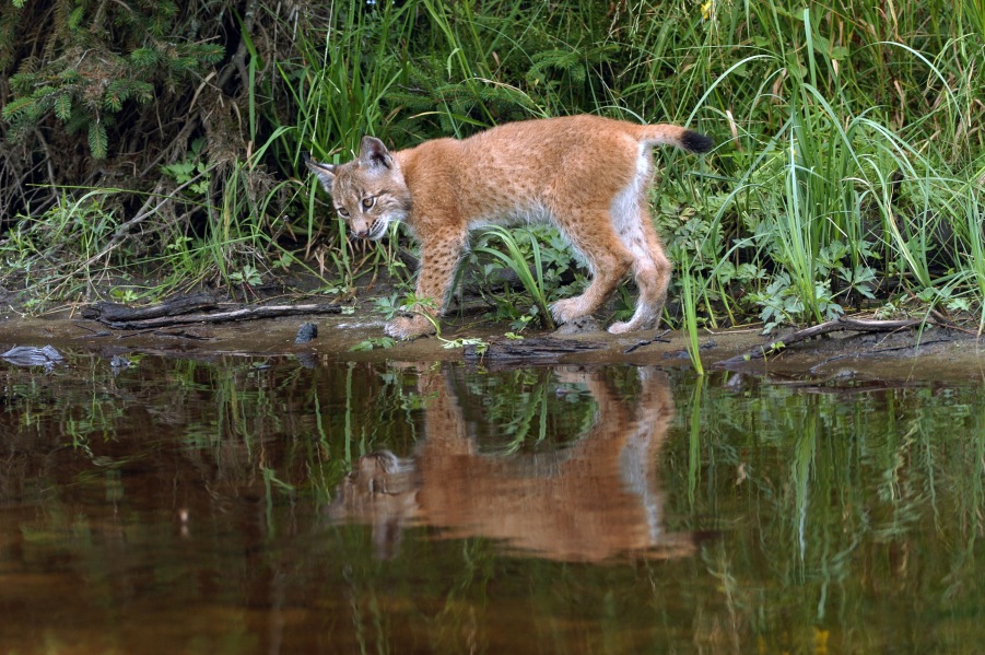 Lynx