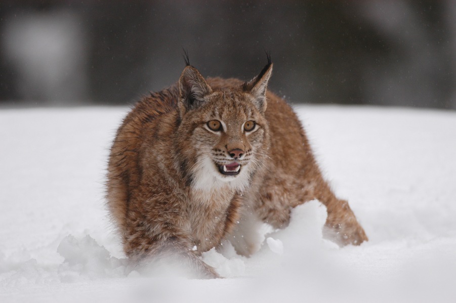 Lynx