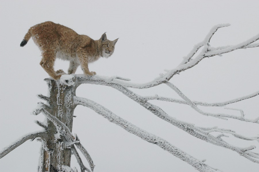 Lynx