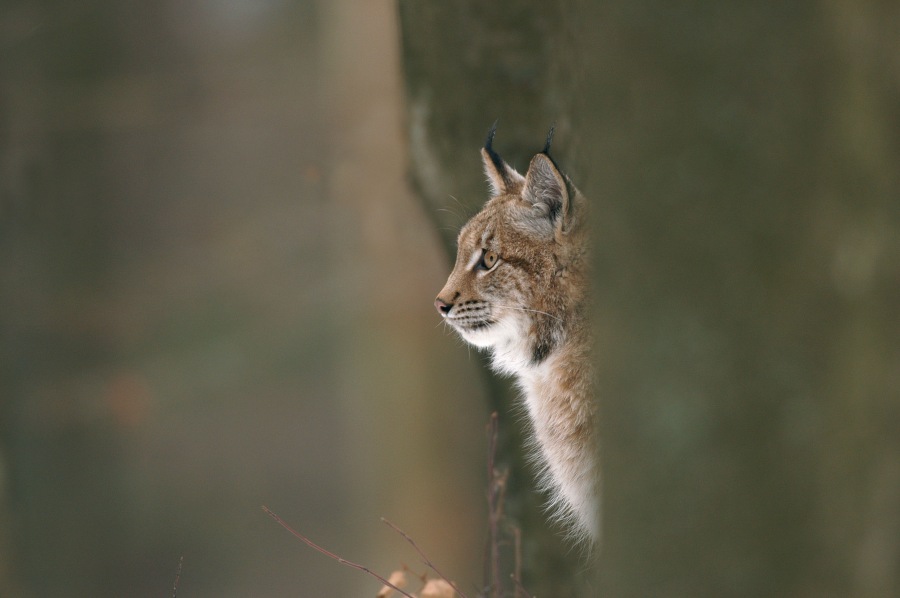 Lynx