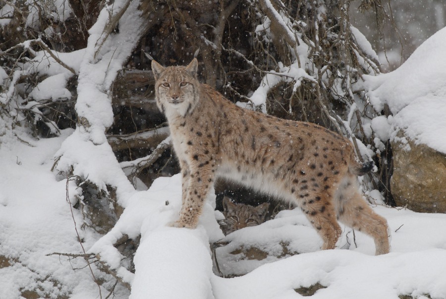 Lynx