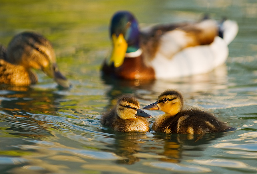 Mallard ducks