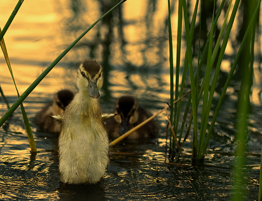 Mallard
