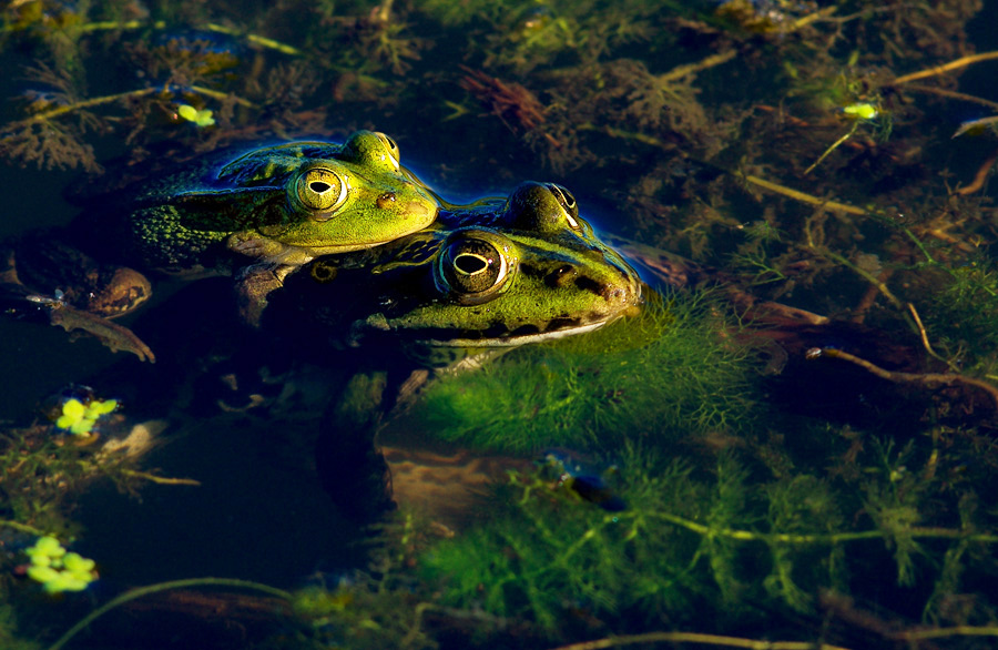 Edible Frog