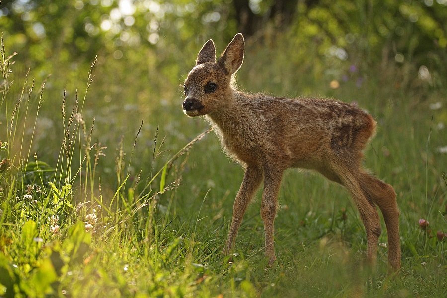 Roe Deer