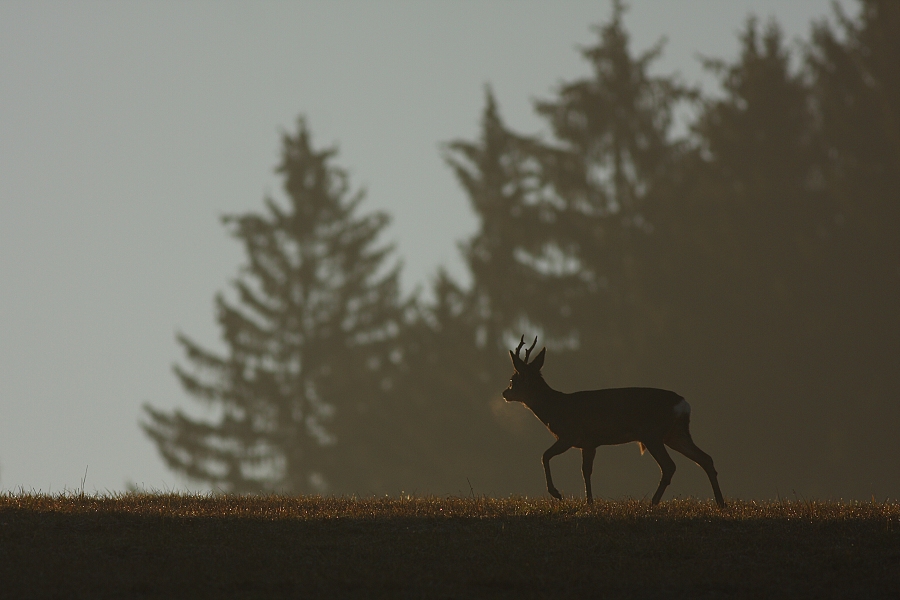 Roe deer