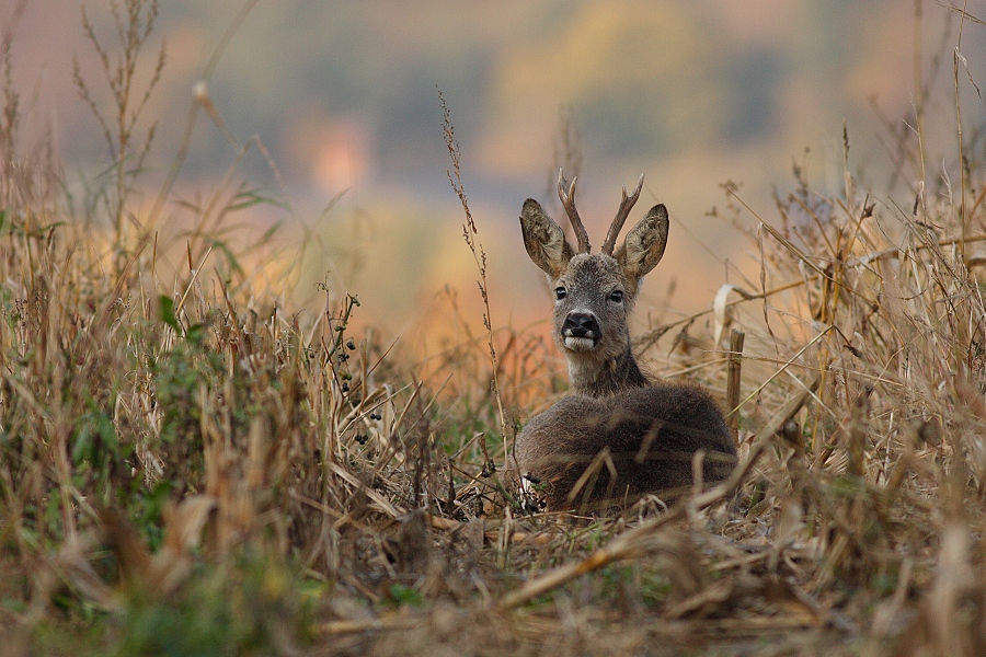 Roe Deer