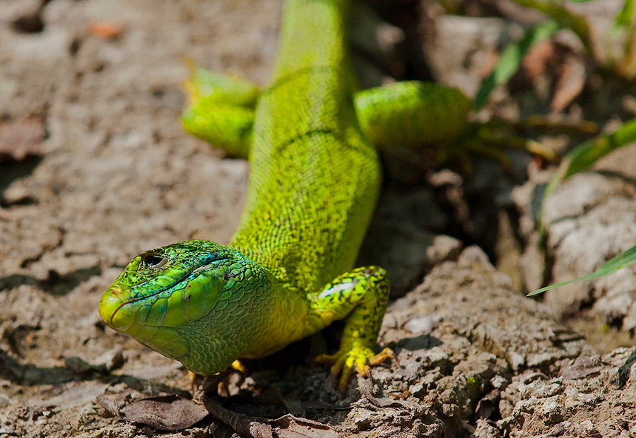 Lizard