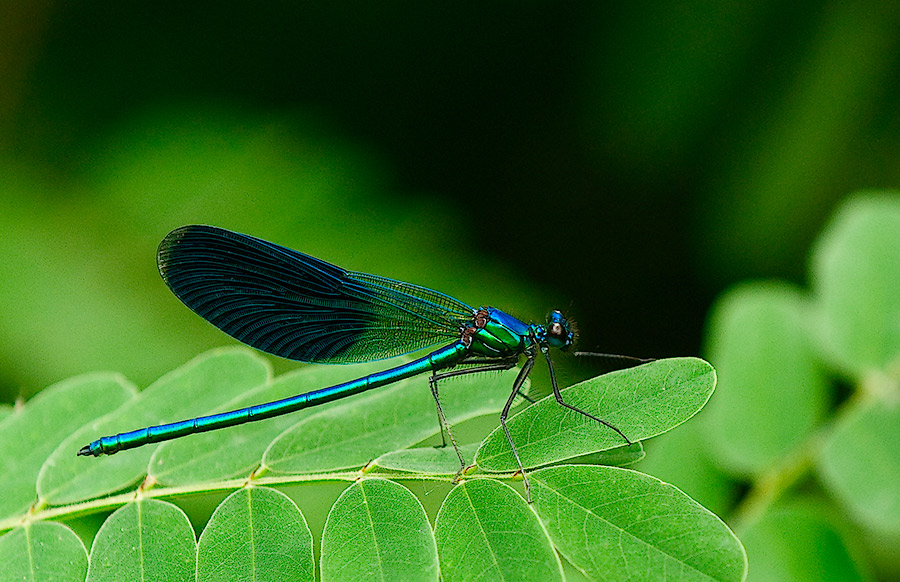 Blue dragonfly