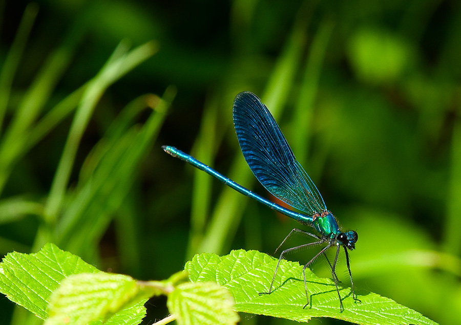 Blue dragonfly 