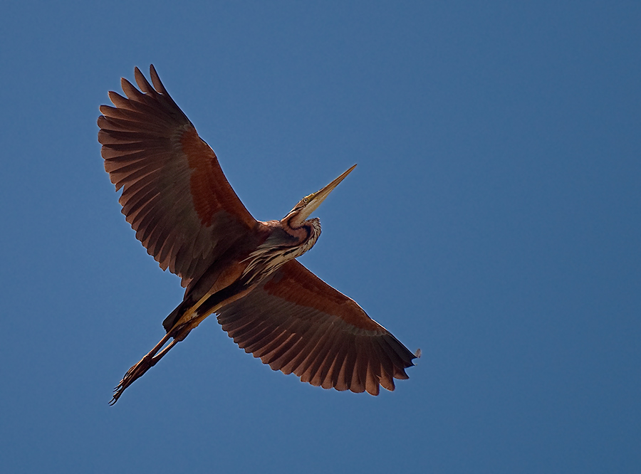 Purple Heron