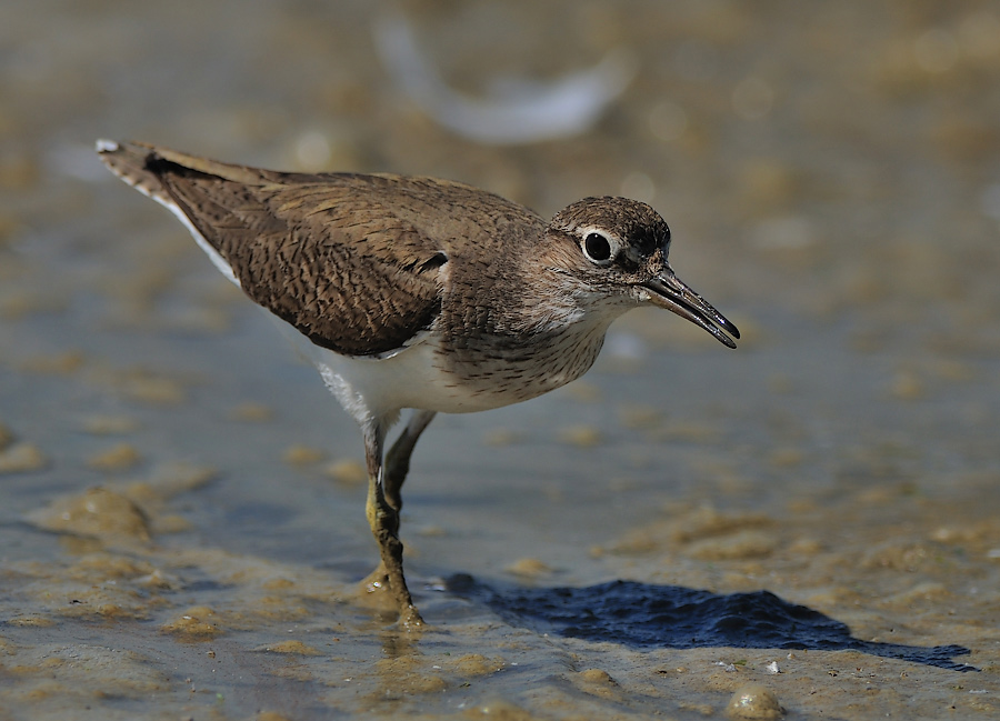 Common Sandpiper