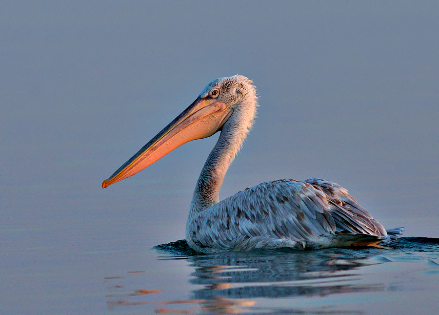 Dalmatian Pelican