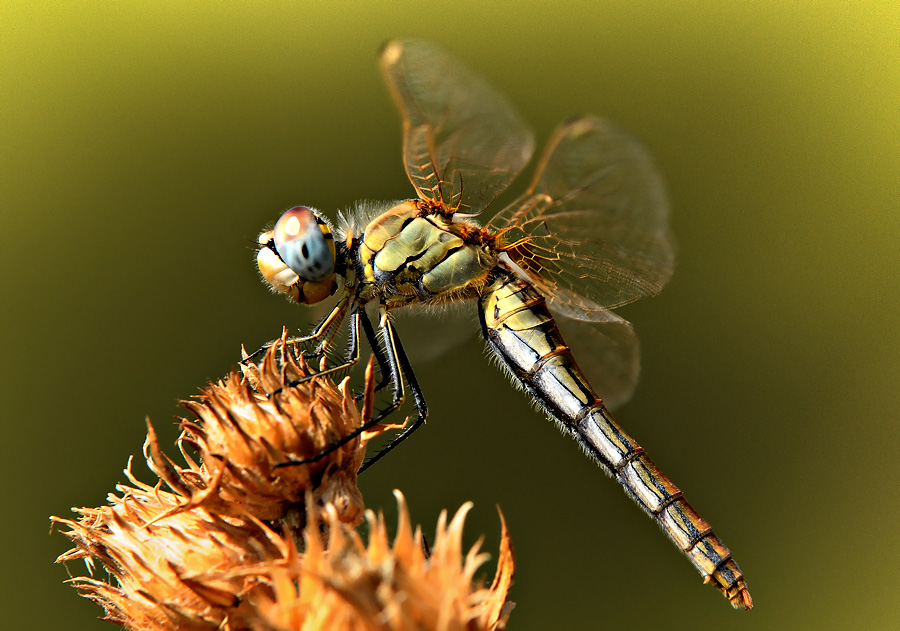 Red-veined Darter