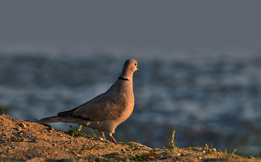 Collared Dove