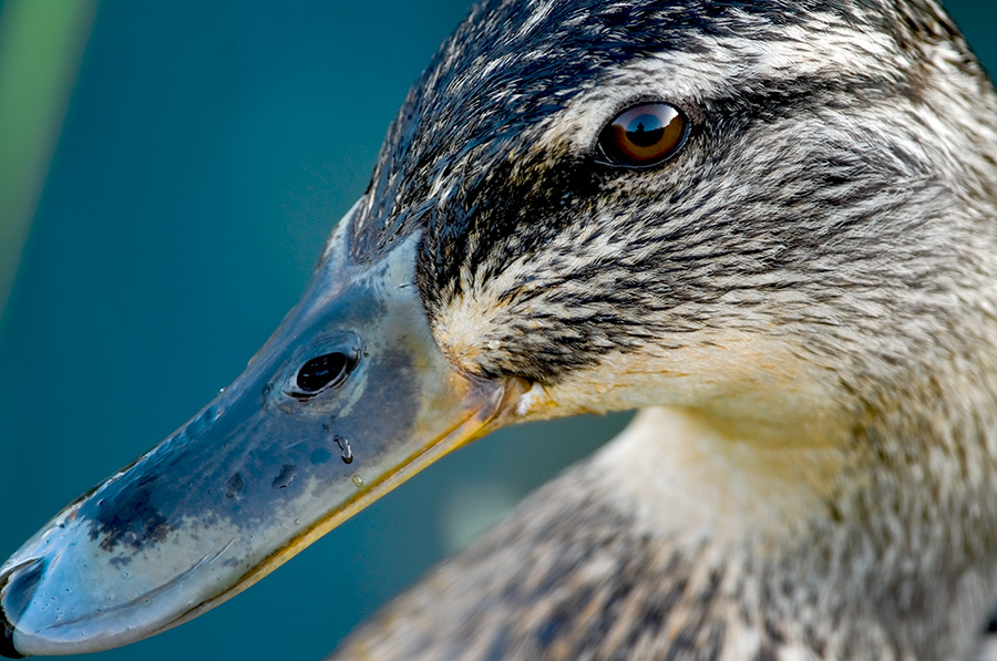 Mallard ducks