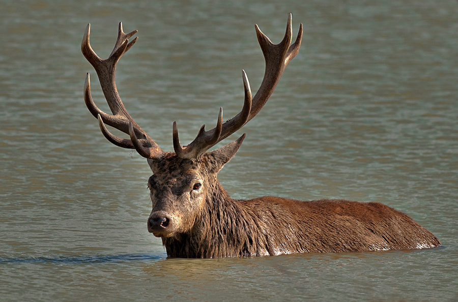Red Deer