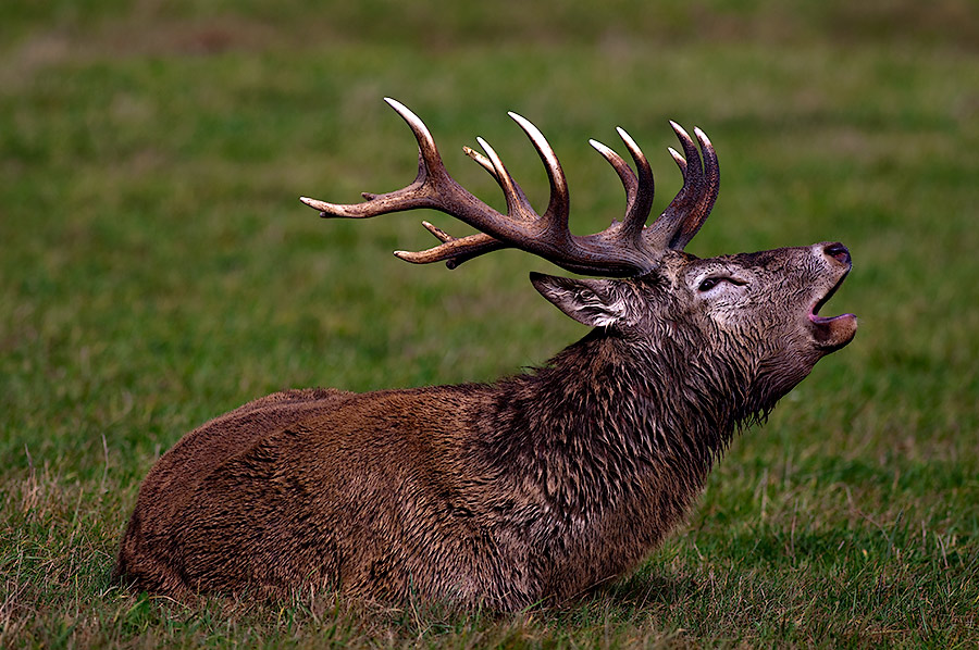 Red Deer