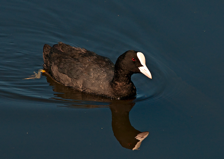 Eurasian Coot