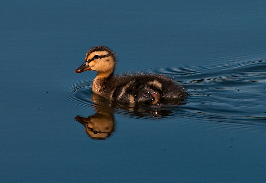 Mallard