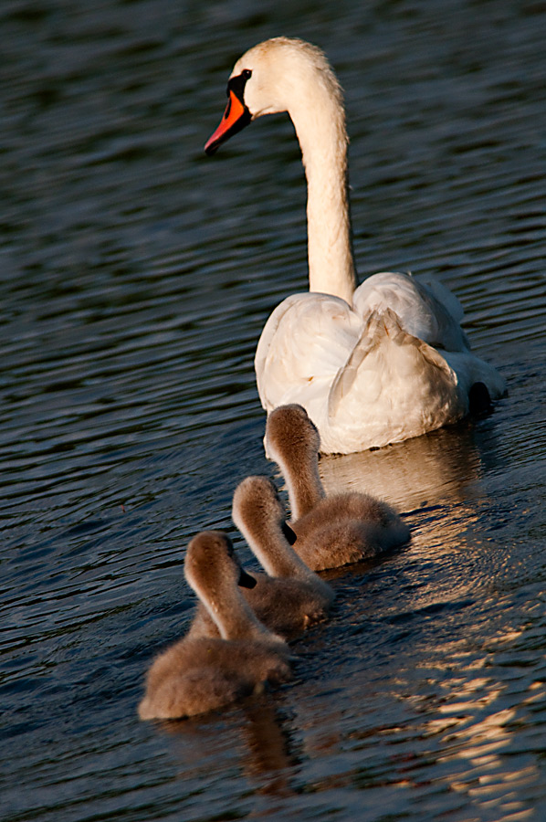 Swan