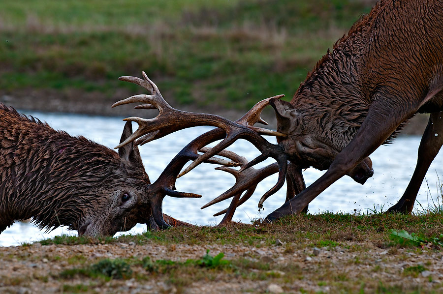 Red Deer