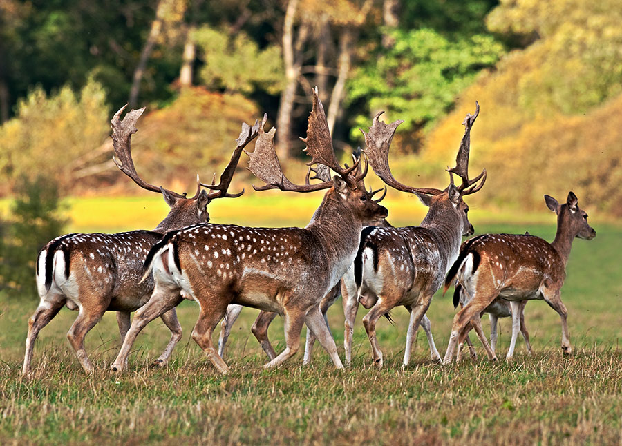 Fallow deer