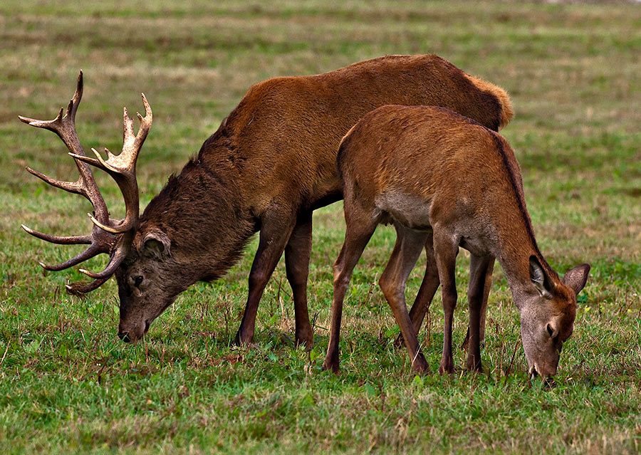 Red Deer