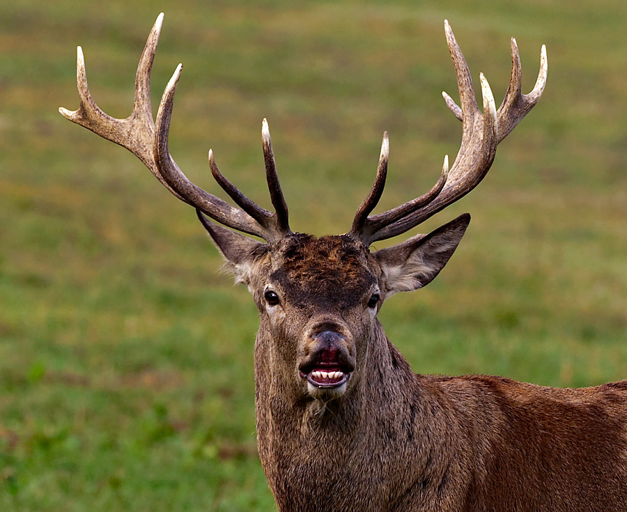 Red Deer